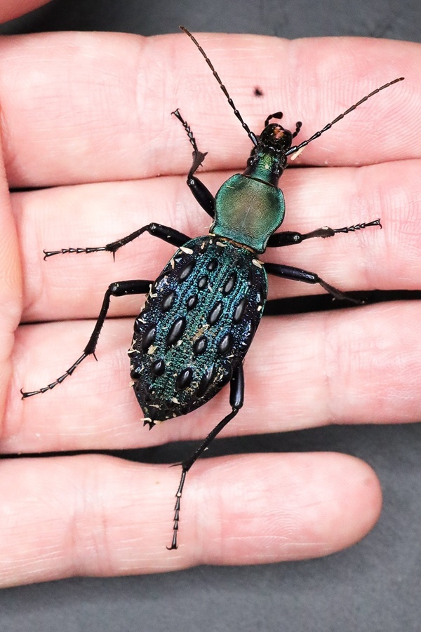 イボカブリモドキSSP重慶市産ブルー系亜種WF1飼育の記録-前編 | ホペイ